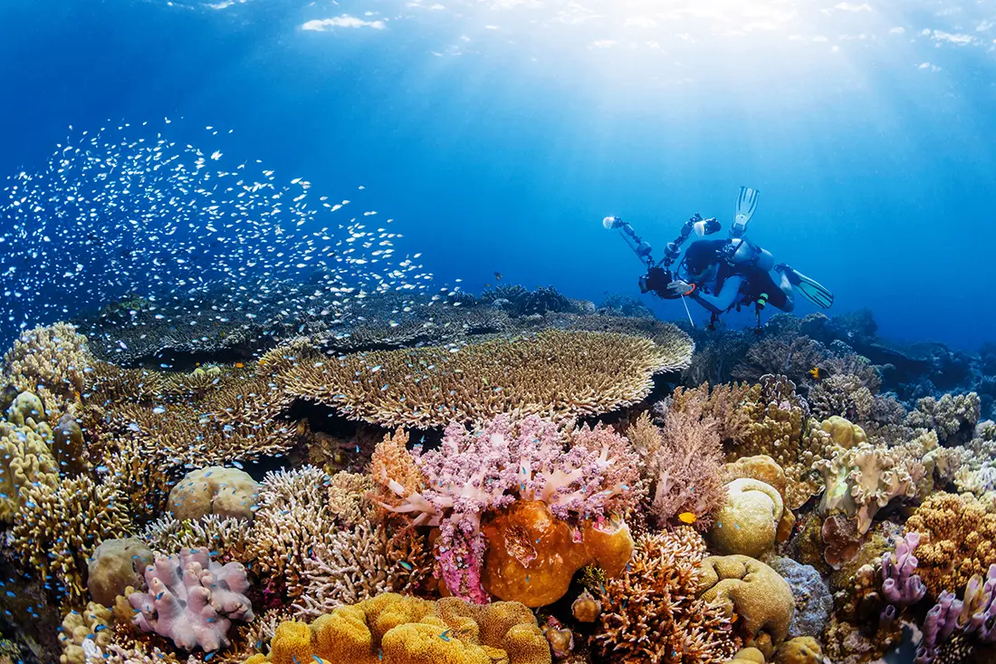 Wakatobi offers great opportunities for underwater photographer.