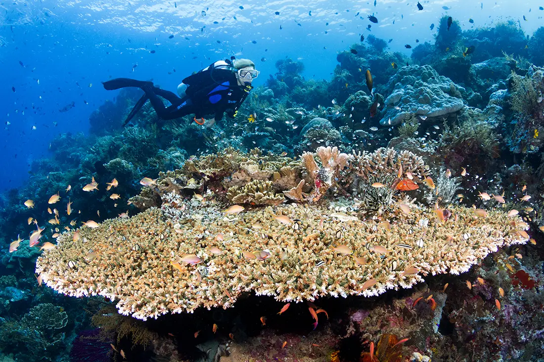 Scuba diver swimming over large table coral at Wakatobi.