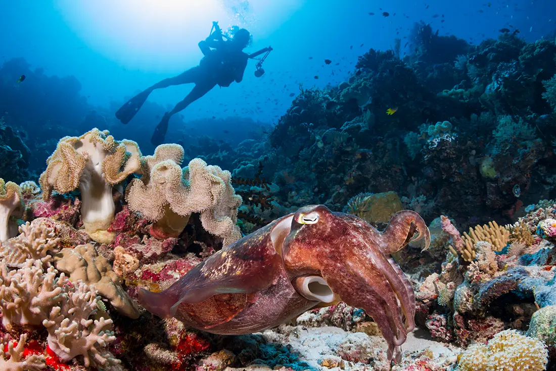 Scuba diver and cuttlefish