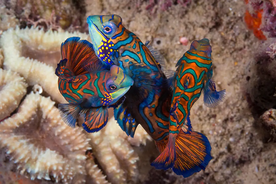 Mandarinfish fish at Magic Pier is one of the Pelagian dive yacht's featured dive.
