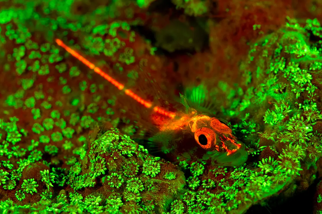 Small goby on a piece of coral fluorescing under special lights used for fluo diving.