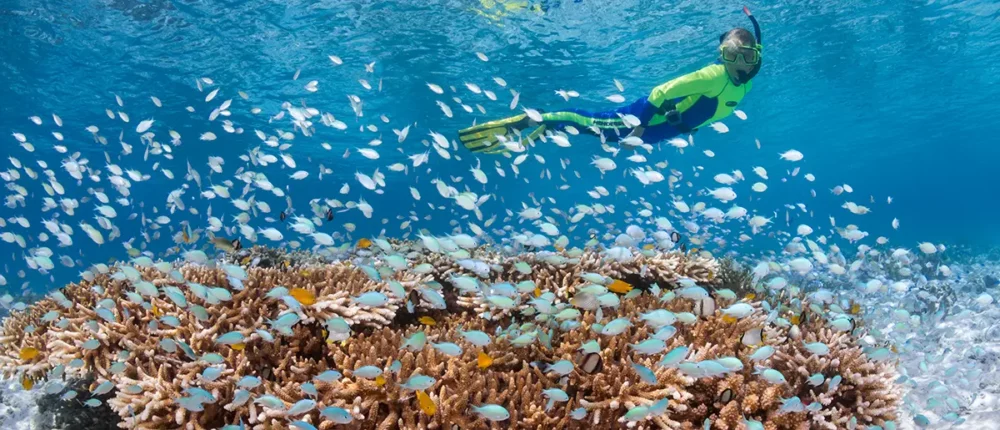 Snorkeler enjoy the sites on a shallow reef at Wakatobi.
