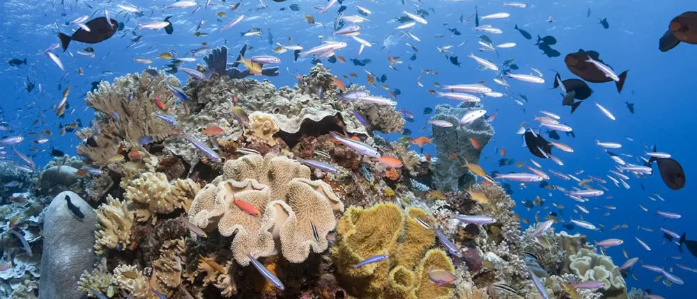 Wakatobi Reef Life